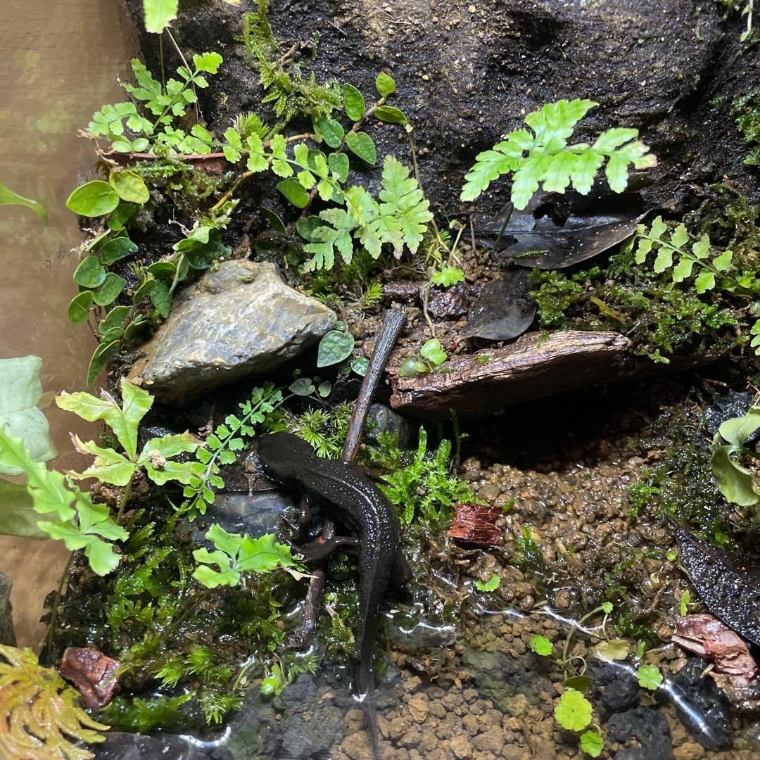 【受注生産】苔テラリウム、パルダリウム、オーダーメイド受付中