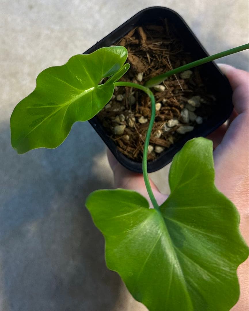 セロームグリーンオングリーン