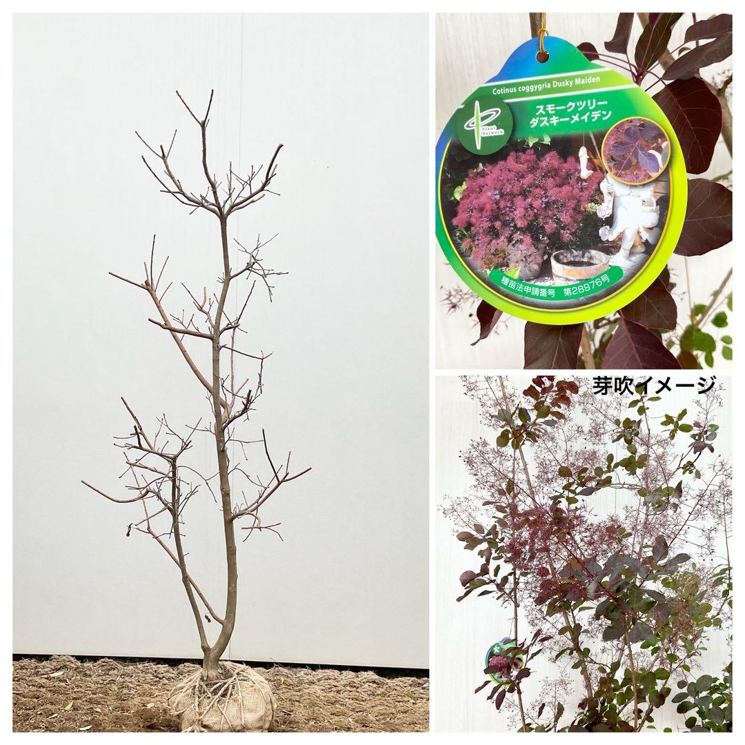 スモークツリー　ダスキーメイデン/ 54