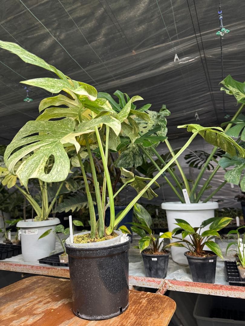 LG10モンステラ　レガシー　美斑入り健康株