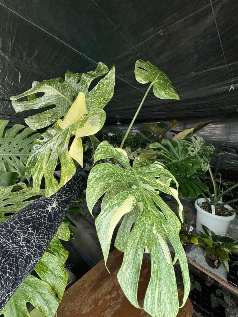 LG10モンステラ　レガシー　美斑入り健康株