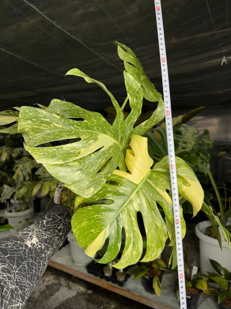 LG10モンステラ　レガシー　美斑入り健康株