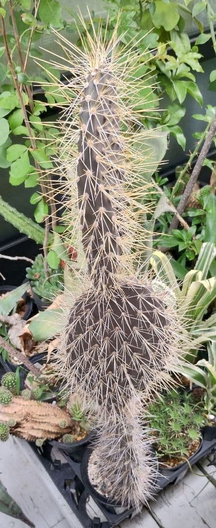 ガラパゴス団扇　黒肌強棘opuntia galapageiaガラパゲイア　大株