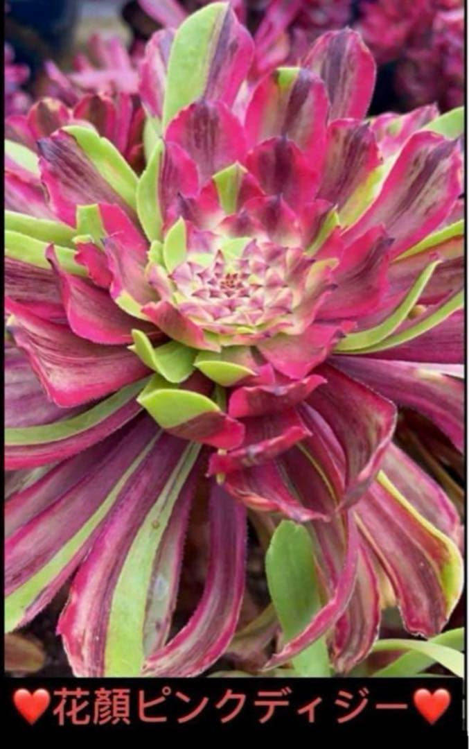 植物アエオニウム錦❤️花顏ピンクディジー❤️