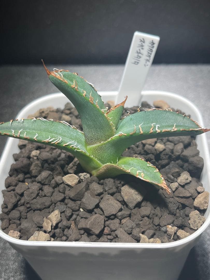 スーパーチタノタ カクタスグリーン 子株 アガベ