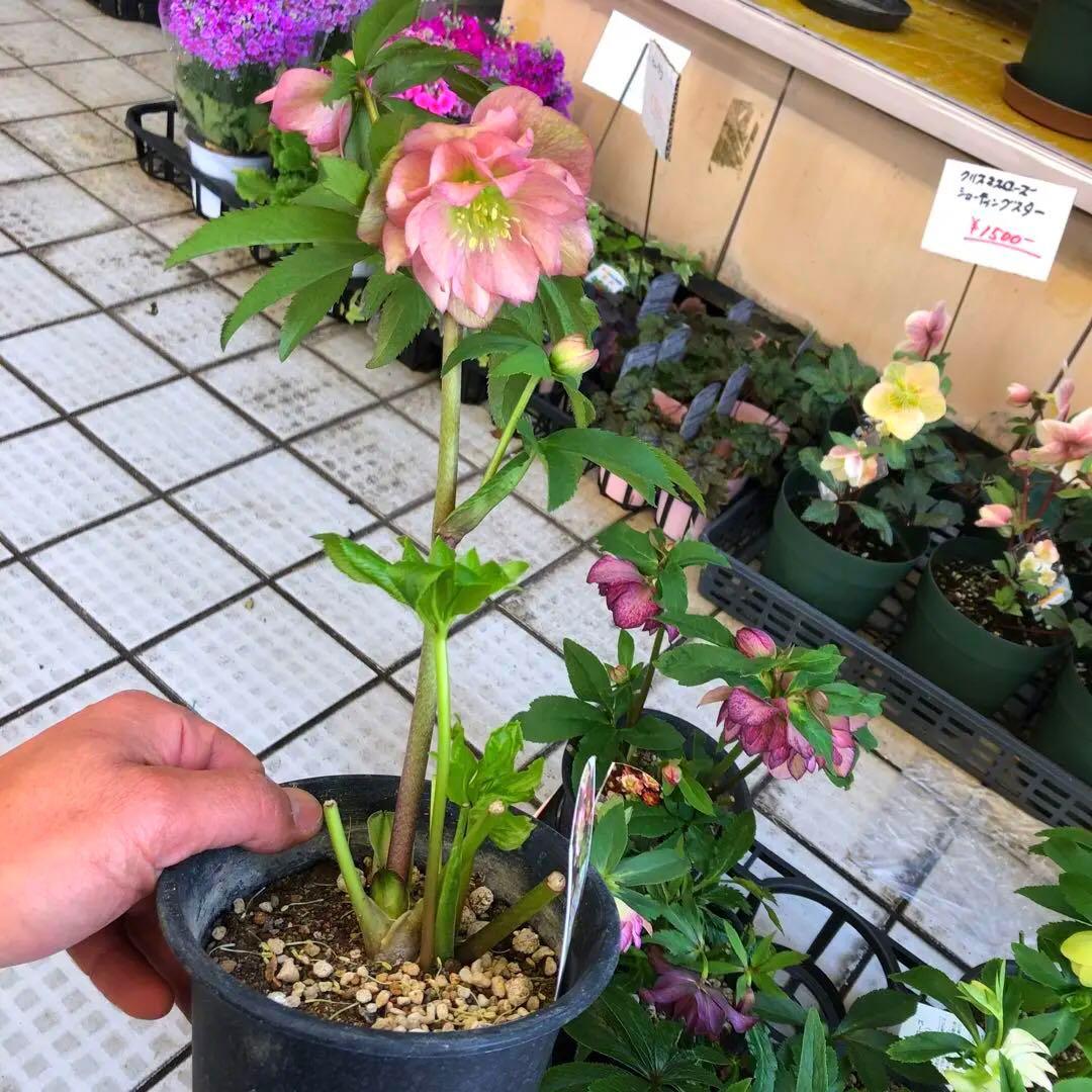 新春大特価 クリスマスローズ 八重 8種セット 豊園芸 花付き現品発送レア品種