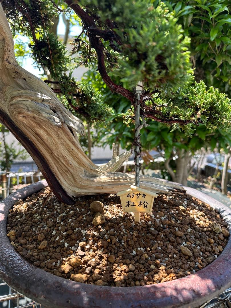 中型盆栽( 引取限定　) 大阪府和泉市