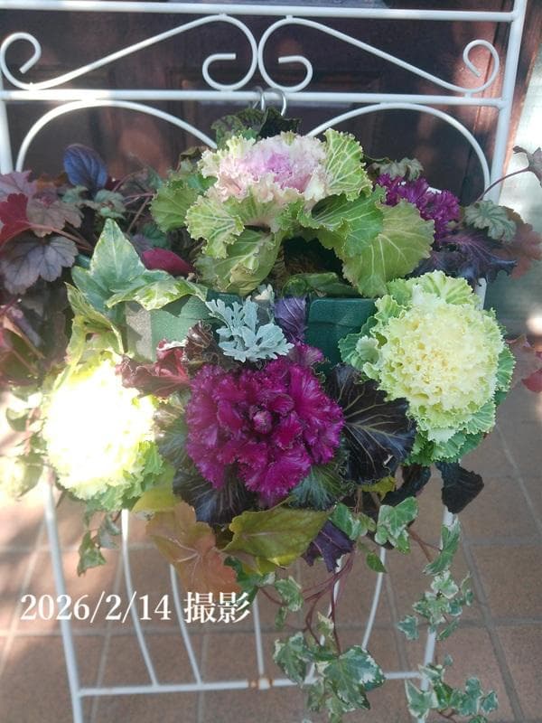 寄せ植え　ハボタン　葉牡丹　ハンギング 　(スタンド別)　ハンギングバスケット