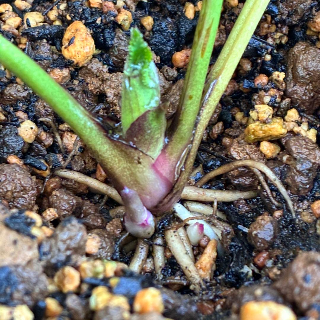 ま*️様 ☘️完成形☘️根パンパン❤️沢山新芽元気株❤️3233⭐️小輪⭐️カラ