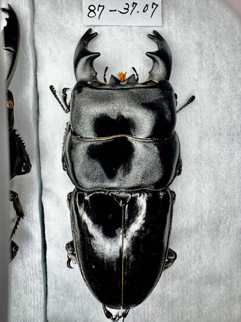 アルキデスヒラタクワガタ 極太個体 標本