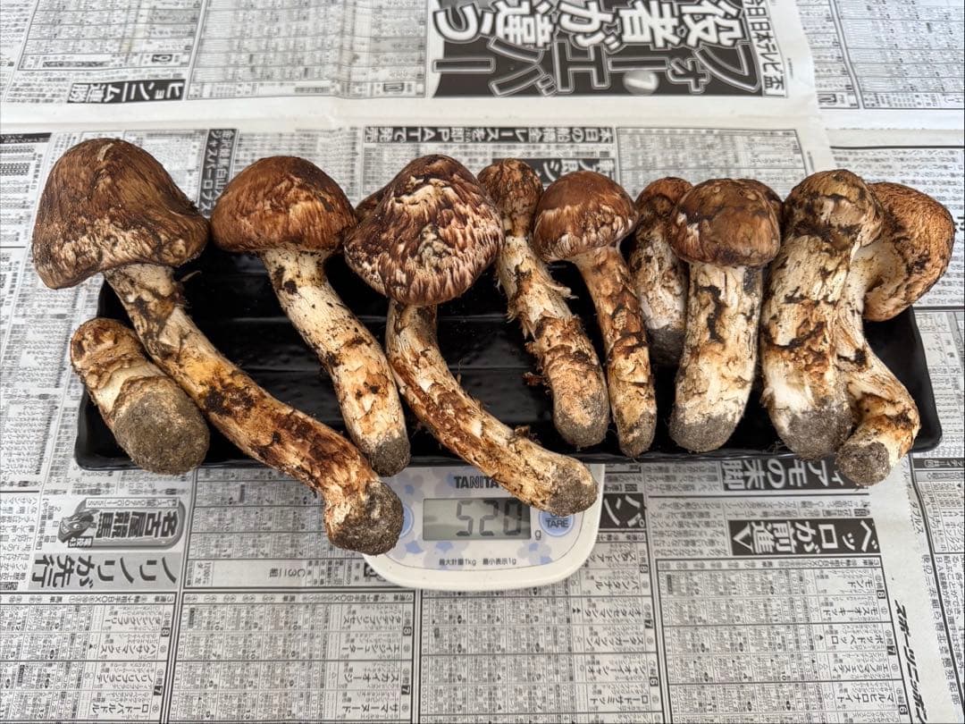 松茸　北海道　500g 訳あり　①