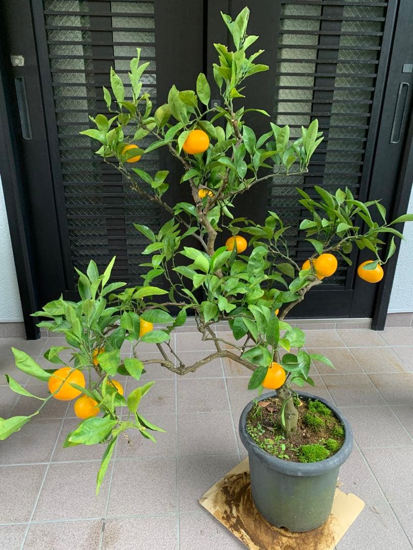 興津早生蜜柑苗木 果樹 特大株 抜き苗発送