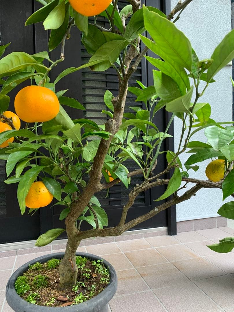 興津早生蜜柑苗木 果樹 特大株 抜き苗発送