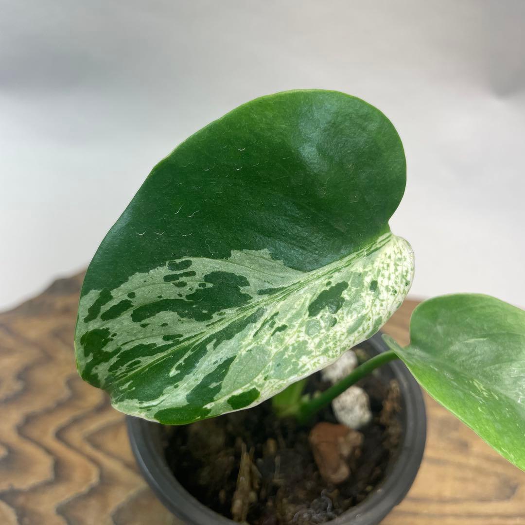 a47品種保証！斑入り保証！Bulbasaurモンステラ バルバソー フシギダネ