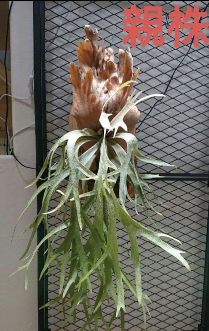 希少ビカク／ウイリンキー／wildcatワイルドキャット／OC子株