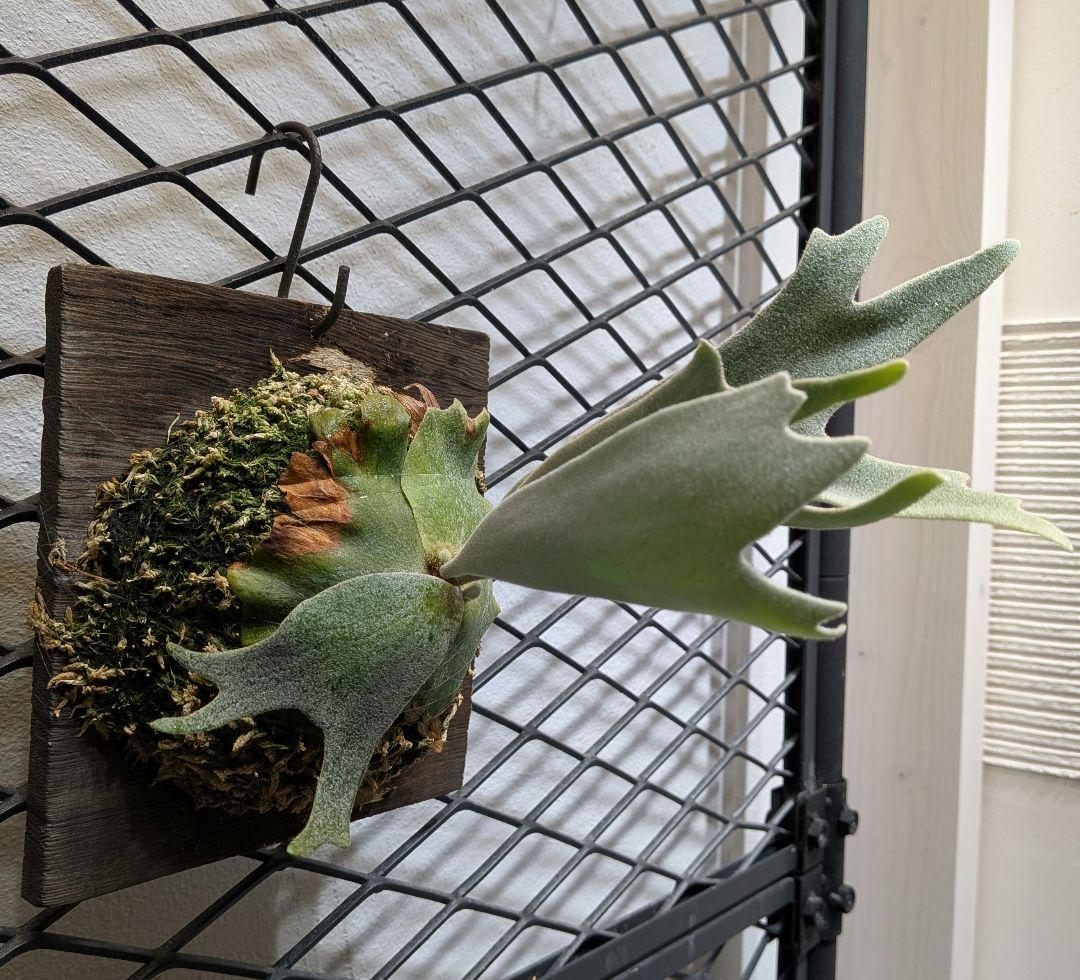 希少ビカク／ウイリンキー／wildcatワイルドキャット／OC子株