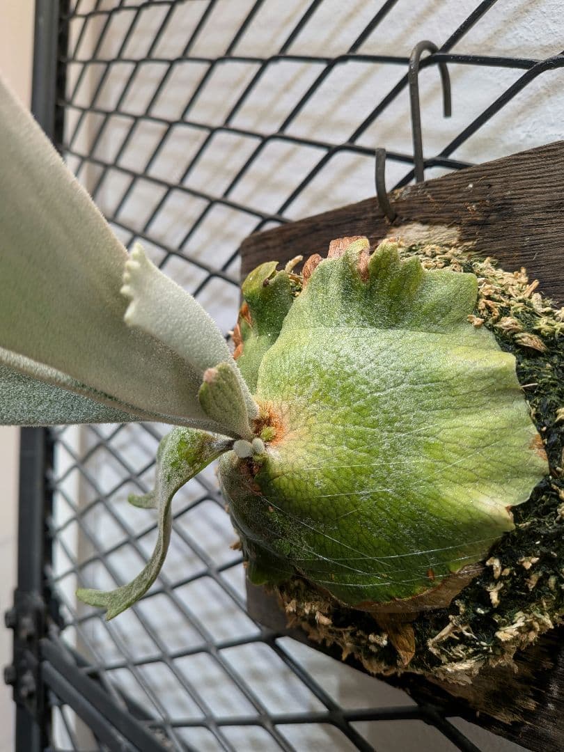 希少ビカク／ウイリンキー／wildcatワイルドキャット／OC子株