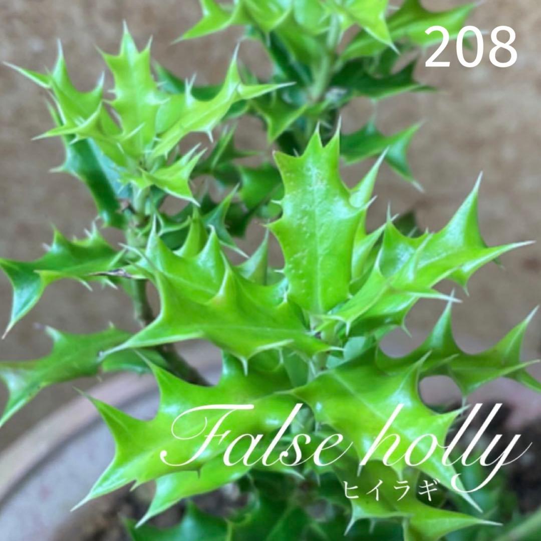 208.　柊　ヒイラギ　抜き苗