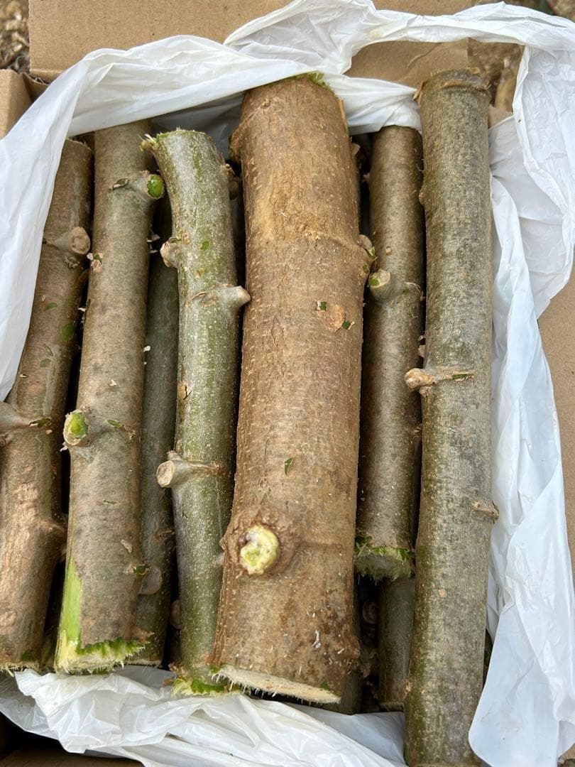 官能的な旨味と甘味◆高級種◆キャッサバ・ゴールドSS◆挿し木枝。60サイズ箱満杯