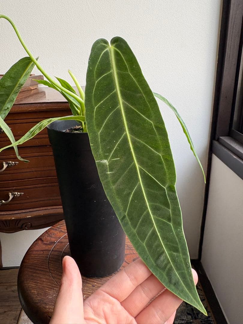 アンスリウム ワロクアナム 3号 ロングポット ⑨