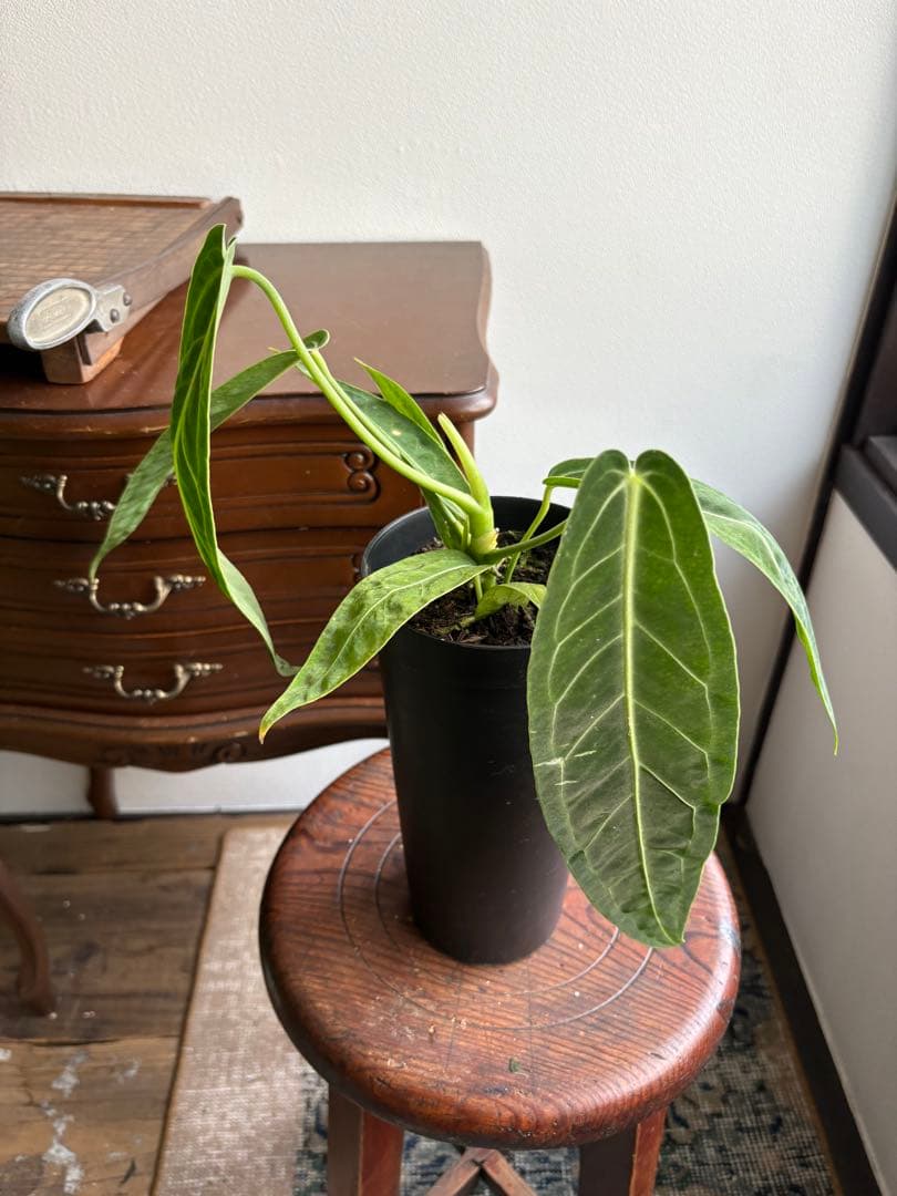 アンスリウム ワロクアナム 3号 ロングポット ⑨