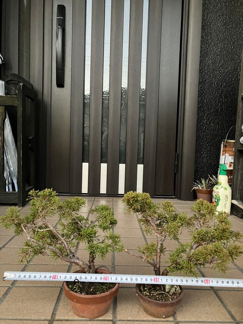 小品盆栽　真柏糸魚川　優良素材2鉢セット　★大特価！大幅値下げ早いもの勝ち