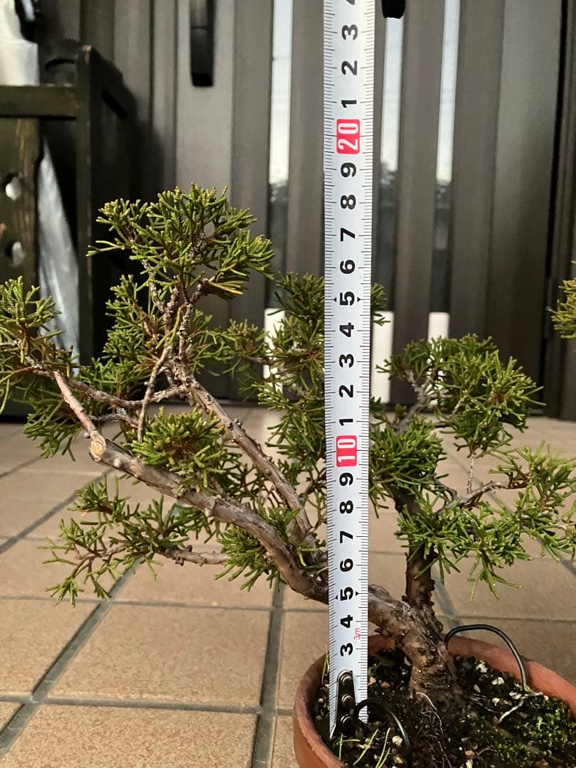 小品盆栽　真柏糸魚川　優良素材2鉢セット　★大特価！大幅値下げ早いもの勝ち