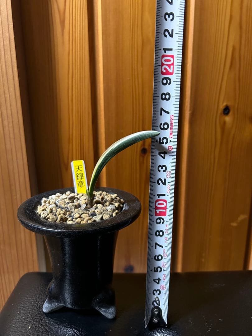 超希少　万年青　天錦章（てんきんしょう）これからの成長に期待