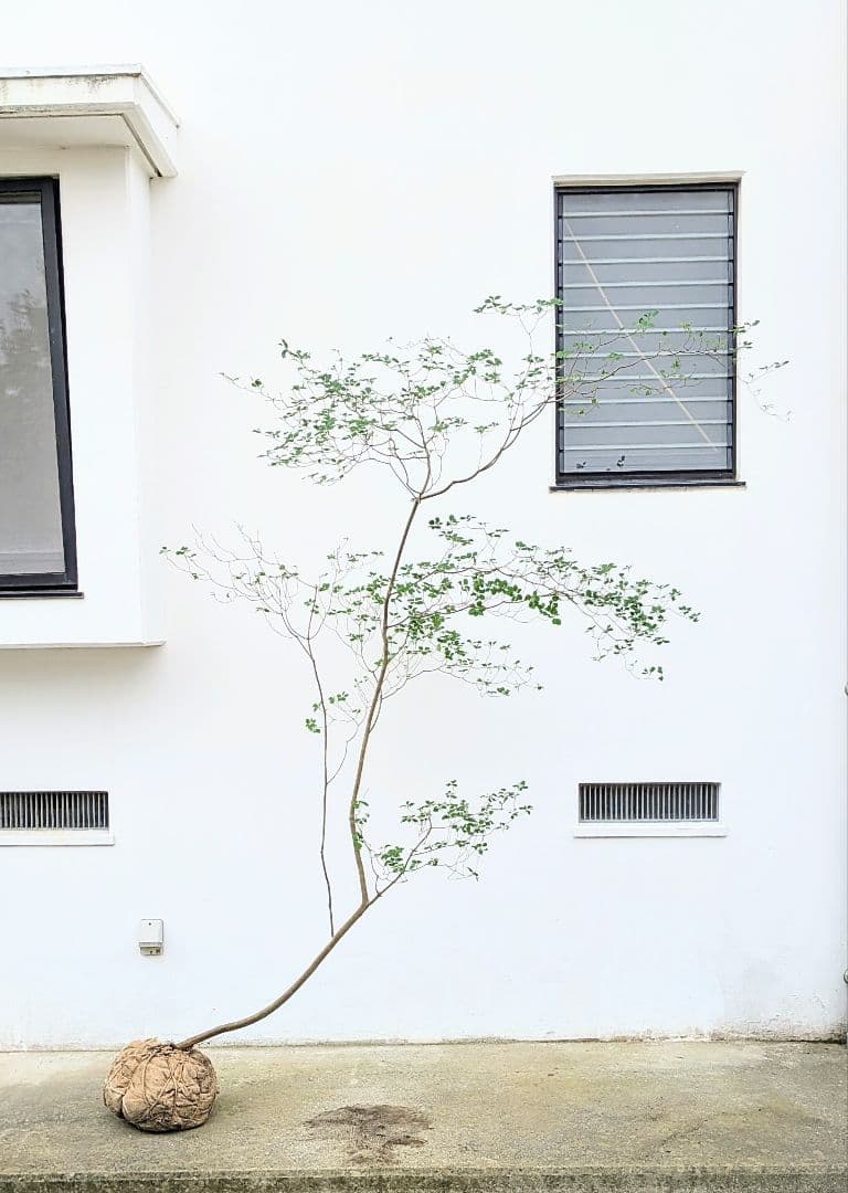 至極。山採りドウダンツツジ。