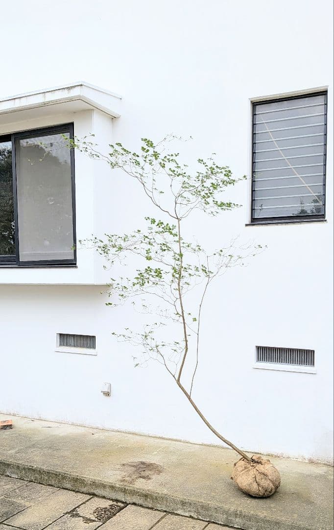 至極。山採りドウダンツツジ。