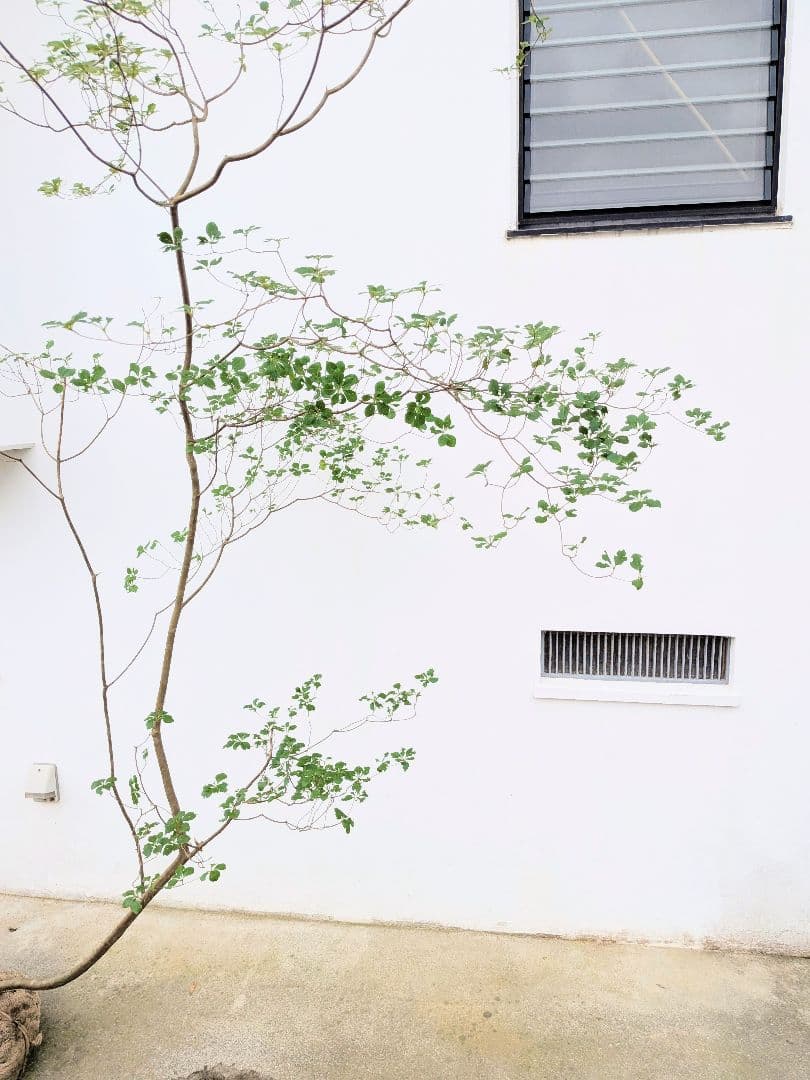 至極。山採りドウダンツツジ。