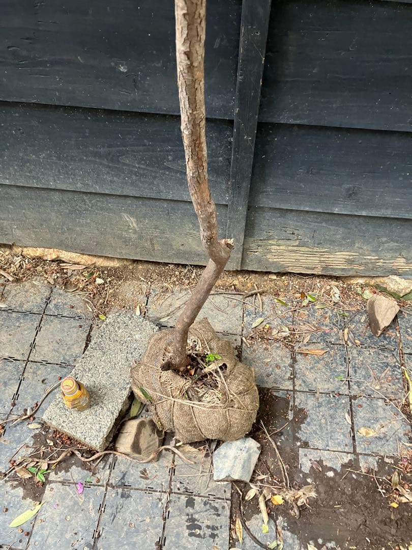 山採り　ナツハゼ