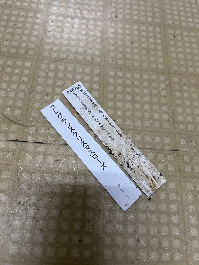 フレグランス クリスマスローズ 同梱可能 加藤農園