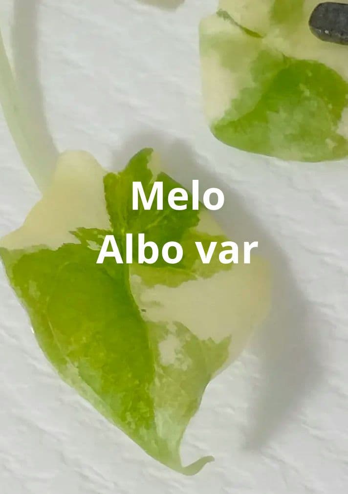 Alocasia Melo Albo var アロカシア メロ アルボ 斑入り