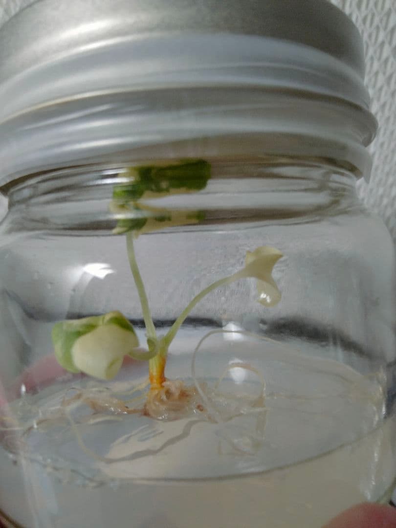 Alocasia Melo Albo var アロカシア メロ アルボ 斑入り