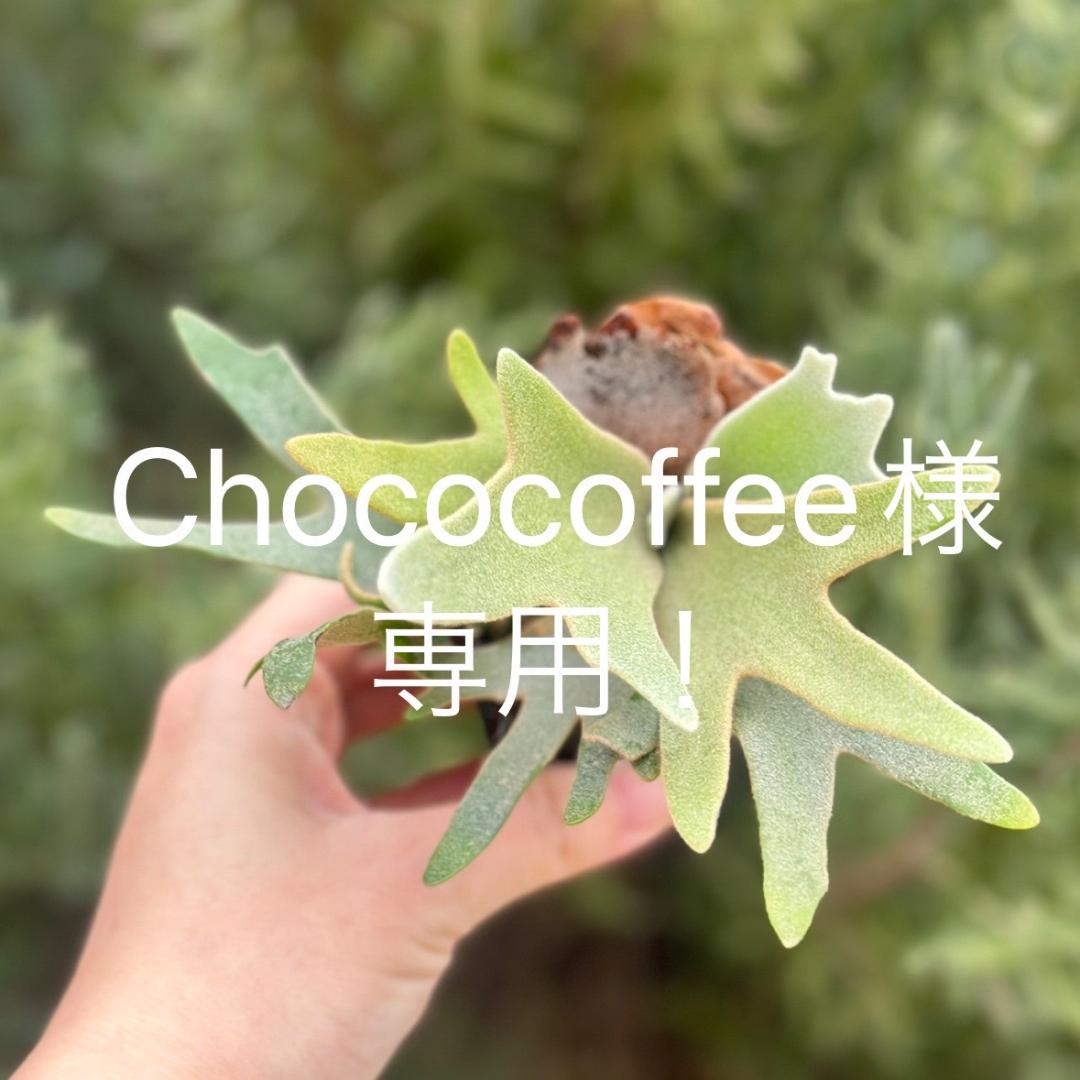 chococoffee 2点セット