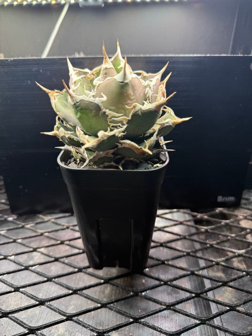 アガベFO-076 ボールタイプ