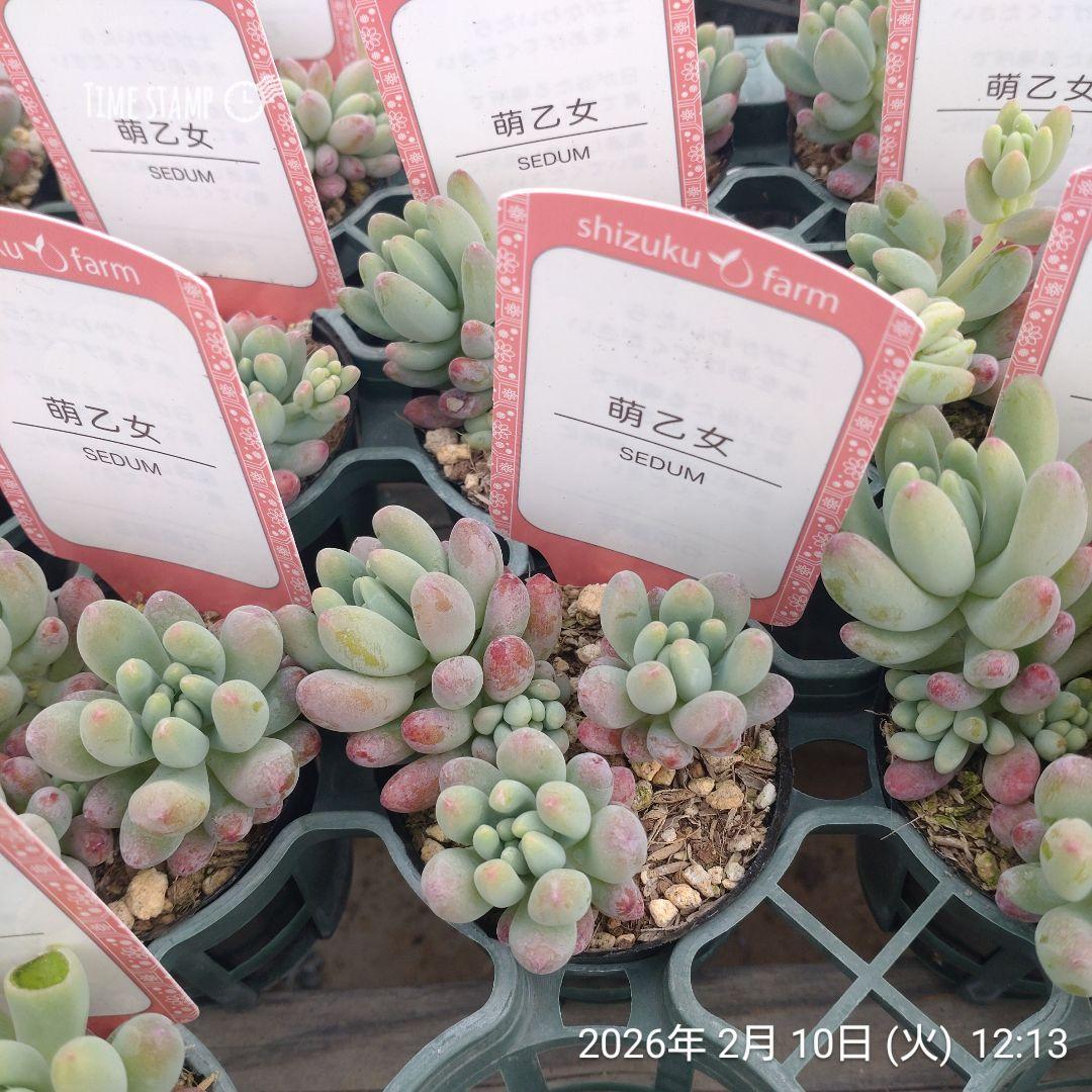 1ポット985円　セダム　萌乙女　6cmポット