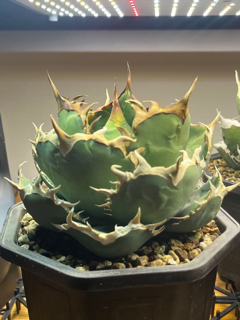 アガベ　FO０７６