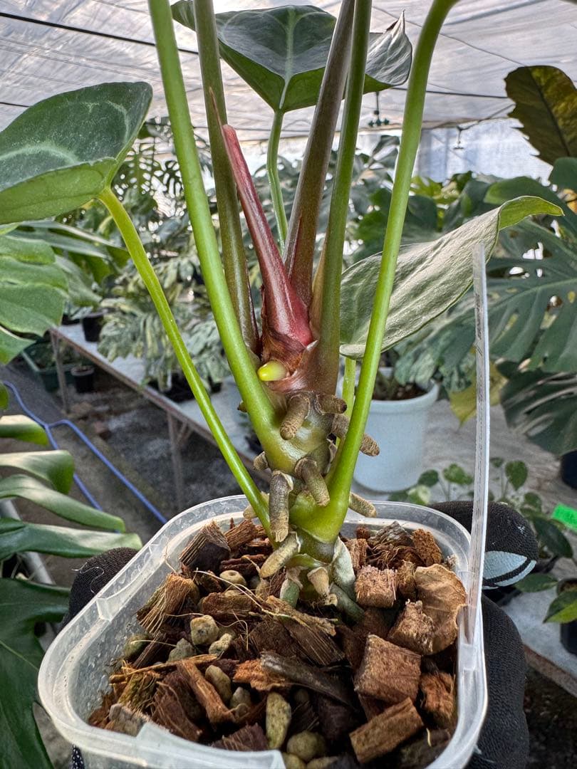 3 アンスリウム　ミシェル　x クリスタル　シルバー　斑入り