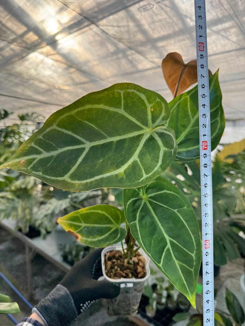 3 アンスリウム　ミシェル　x クリスタル　シルバー　斑入り