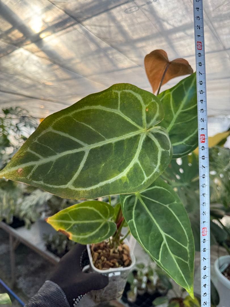 3 アンスリウム　ミシェル　x クリスタル　シルバー　斑入り