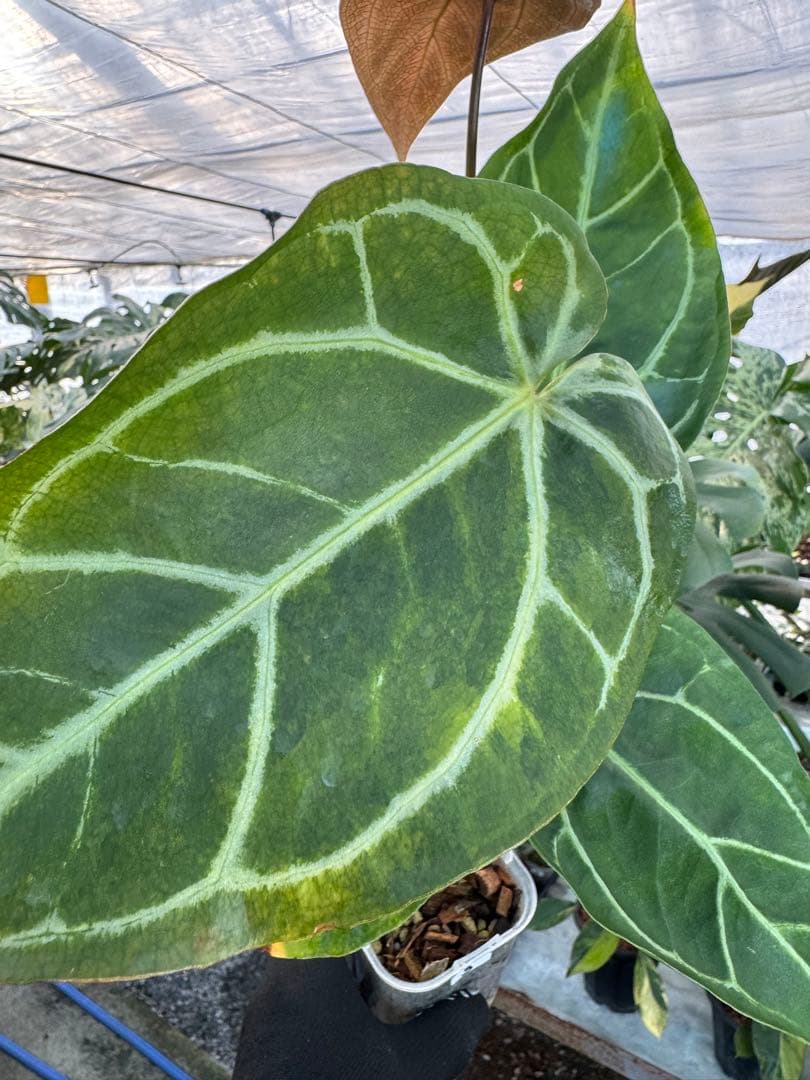 3 アンスリウム　ミシェル　x クリスタル　シルバー　斑入り