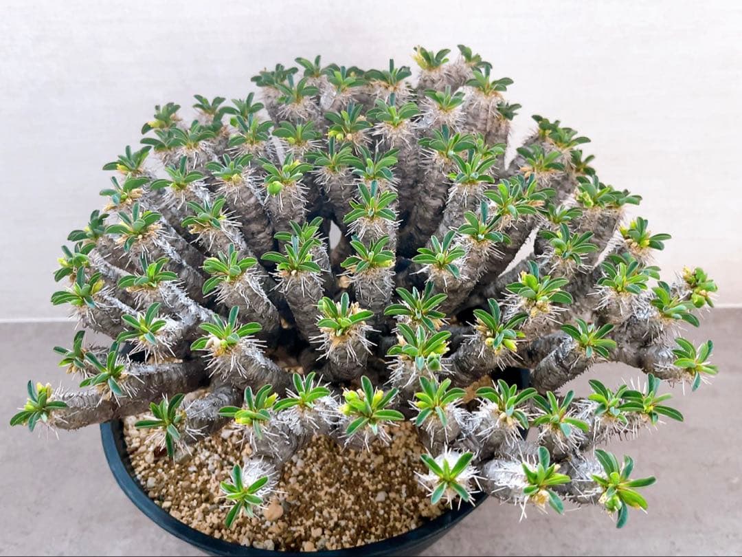 《期間限定販売❗️》『ユーフォルビア　ギラウミニアナ』現地球　発根済み極美大株