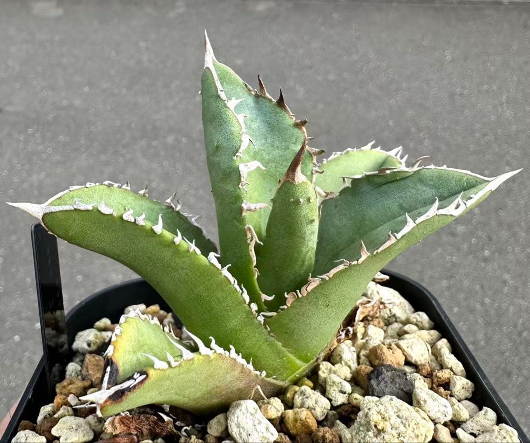 M*t様 アガベ　チタノタ　Mesmerizing Spines-E ブツブツ系