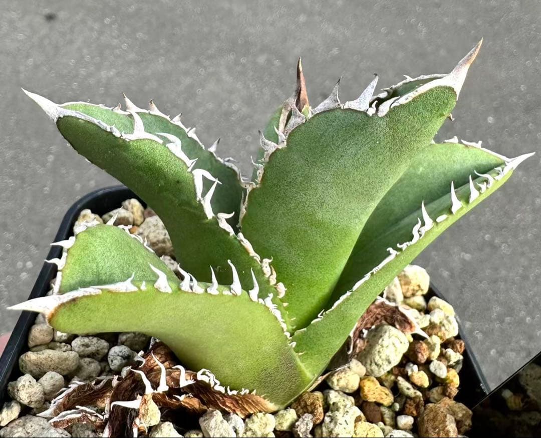 M*t様 アガベ　チタノタ　Mesmerizing Spines-E ブツブツ系