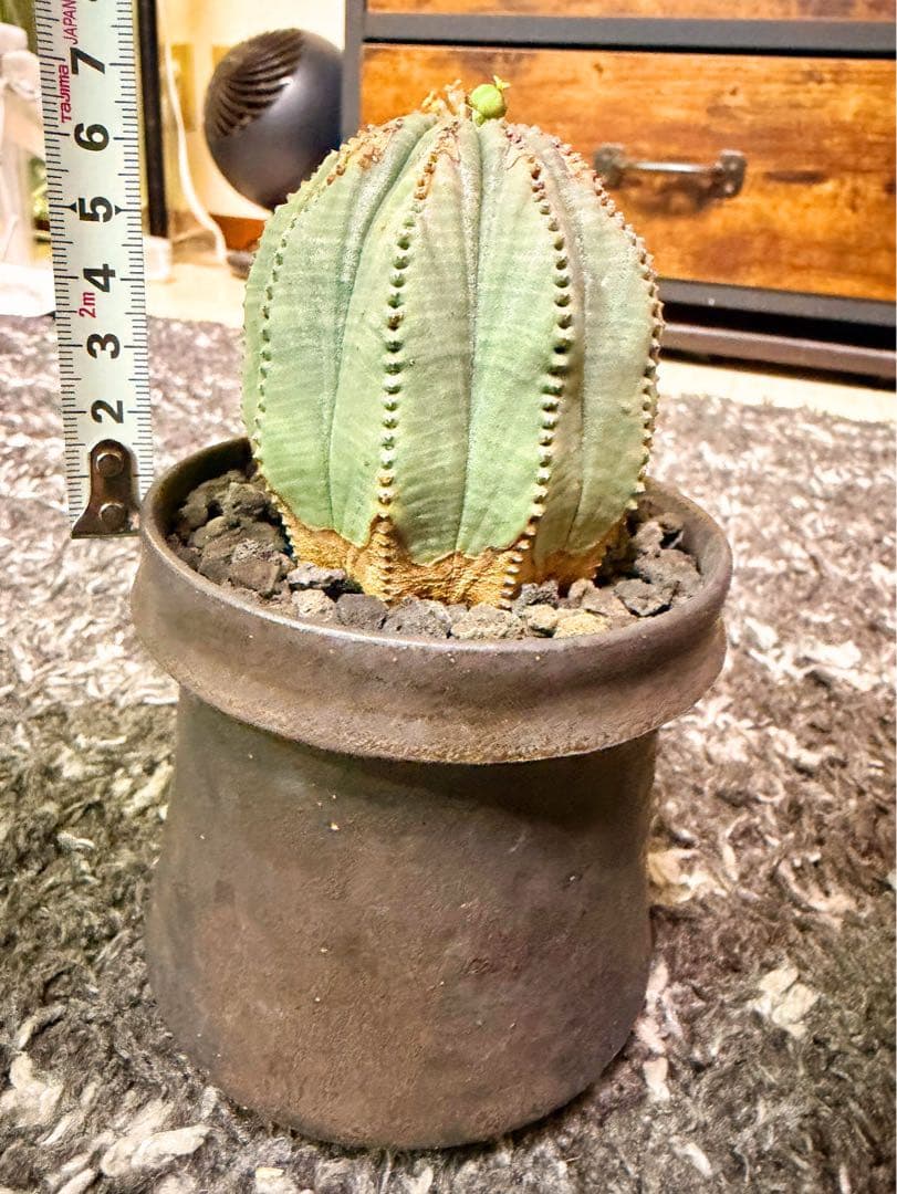 ユーフォルビアオベサ木質化多陵