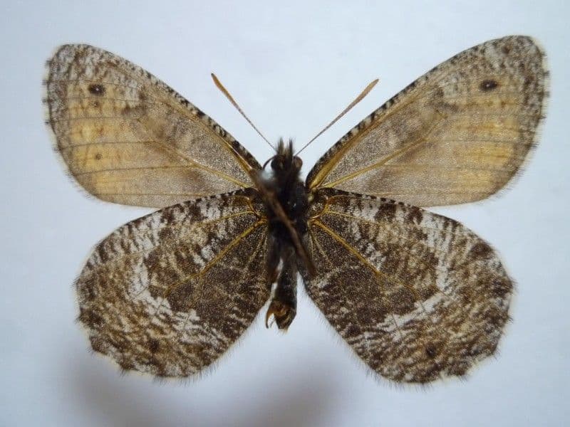 ま*る様 【国産蝶標本】タカネヒカゲ/Oeneis norna/富山県.旭岳産/