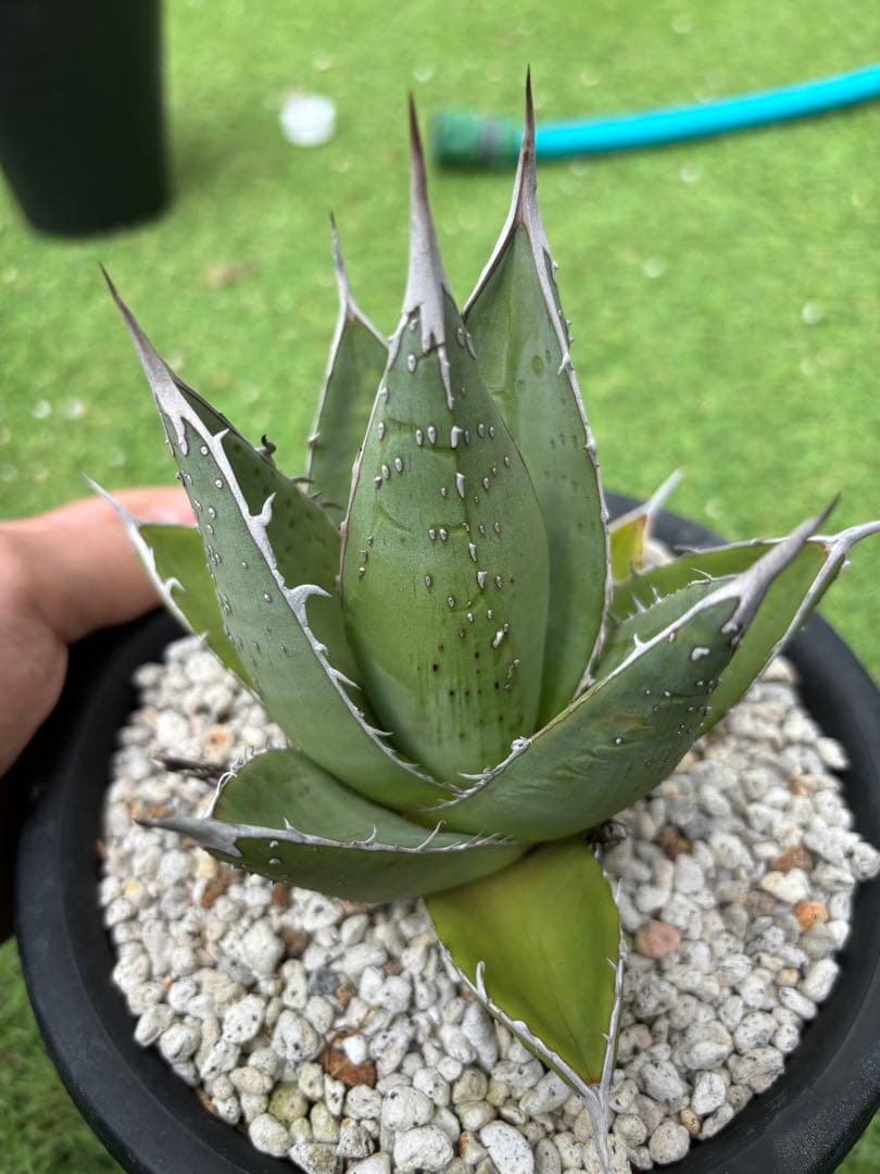 アガベ パープソラム　スーパースタッズタイプ　ぶつぶつ