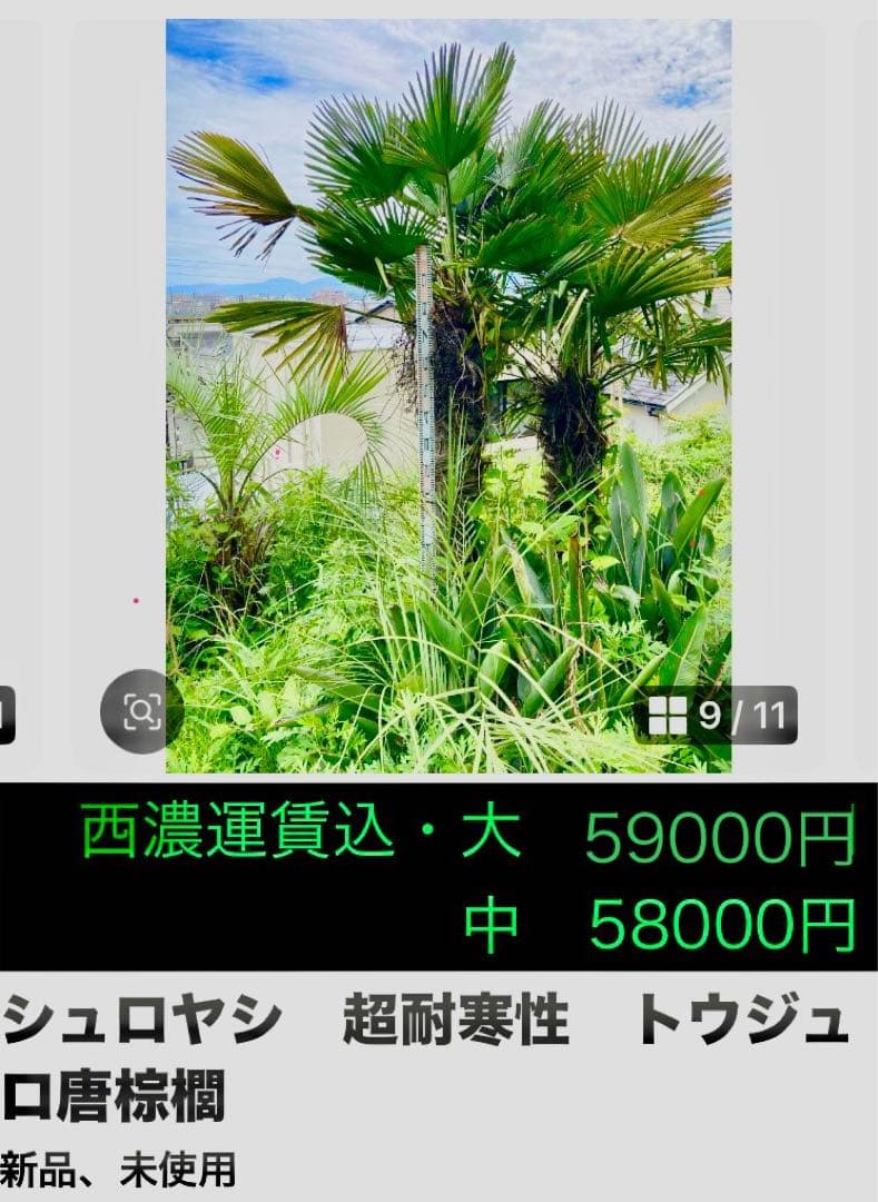 ミカヲ　シュロヤシ　超耐寒性　トウジュロ唐棕櫚